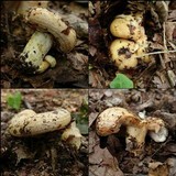 Lactarius zonarius image