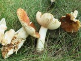 Russula foetentula image