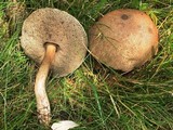 Tylopilus sordidus image