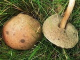 Tylopilus sordidus image