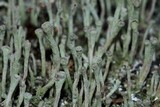 Cladonia fimbriata image