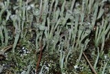 Cladonia fimbriata image
