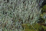 Cladonia fimbriata image