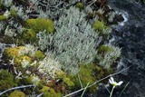 Cladonia fimbriata image