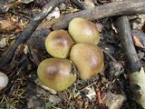 Tricholoma saponaceum image