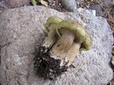 Tricholoma saponaceum image