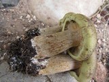 Tricholoma saponaceum image