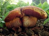 Boletus luridus image
