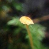 Rickenella fibula image