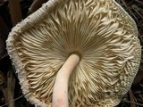 Leucocoprinus cepistipes image