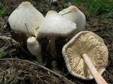 Leucocoprinus cepistipes image