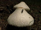 Leucocoprinus cepistipes image