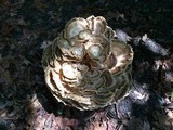 Meripilus sumstinei image