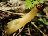Morchella punctipes image