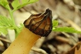 Morchella punctipes image