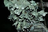 Ramalina americana image