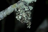 Ramalina americana image