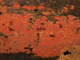 Phlebia coccineofulva image