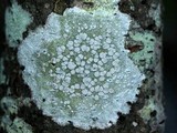 Lecanora albella image