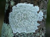 Lecanora albella image