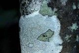 Lecanora albella image