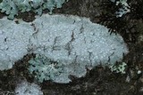 Lecanora albella image