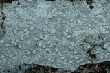 Lecanora albella image