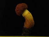 Rugiboletus extremiorientalis image