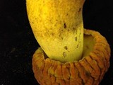 Rugiboletus extremiorientalis image