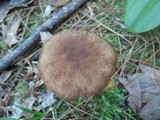 Boletellus chrysenteroides image