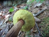 Boletellus chrysenteroides image