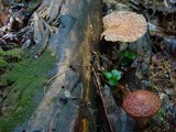 Suillus spraguei image