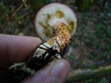 Suillus spraguei image