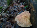 Suillus spraguei image