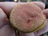 Boletellus pseudochrysenteroides image