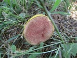 Boletellus pseudochrysenteroides image