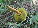Boletellus pseudochrysenteroides image
