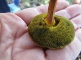 Boletellus pseudochrysenteroides image
