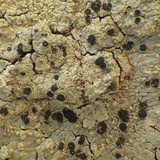 Diploicia canescens image