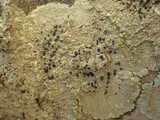 Diploicia canescens image