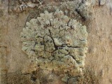 Diploicia canescens image