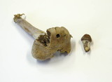 Cortinarius evernius image