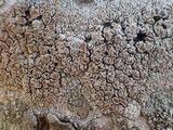 Lecanora rubicunda image