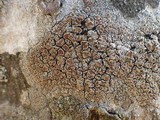 Lecanora rubicunda image