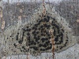 Lecidella elaeochroma f. elaeochroma image