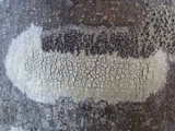 Pertusaria heterochroa image