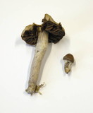 Cortinarius evernius image