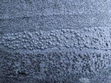 Pertusaria leioplaca image