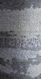 Pertusaria leioplaca image