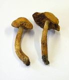 Cortinarius limonius image